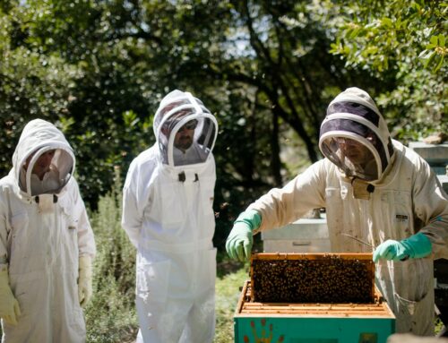 Explorer des ruches en tenue d’apiculteur